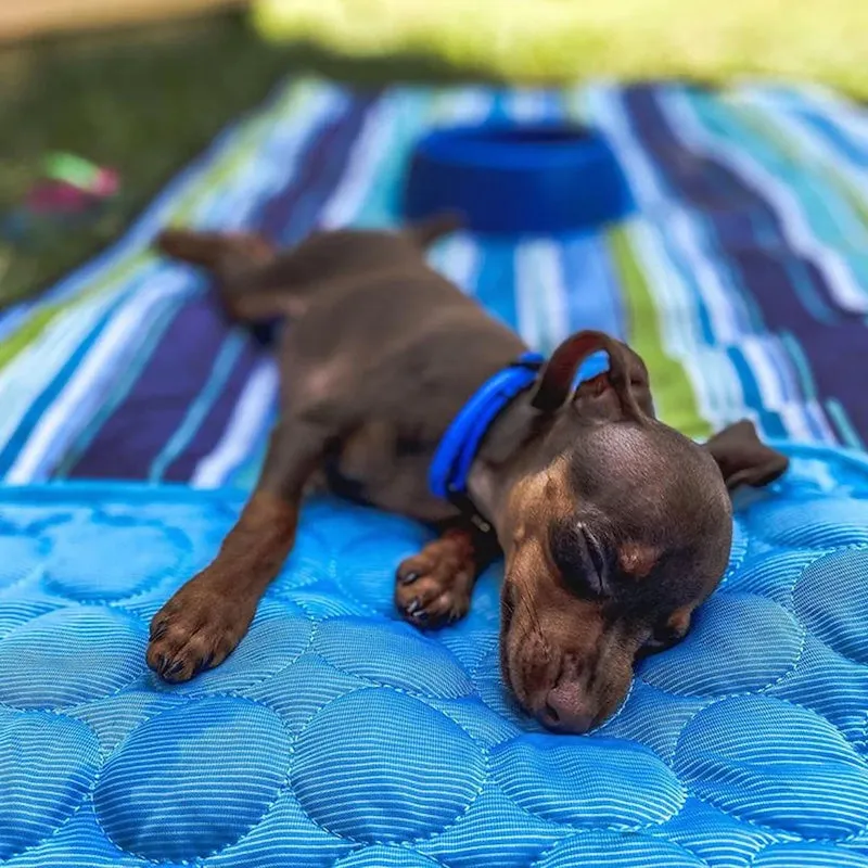 🌟 Cooling Summer Pet Mat (🔥 Sale 50% Off)