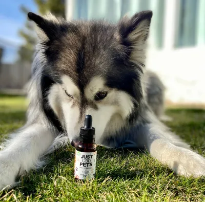 100mg  - 500mg CBD Oil for Dogs | Chicken Flavoured | 30ml