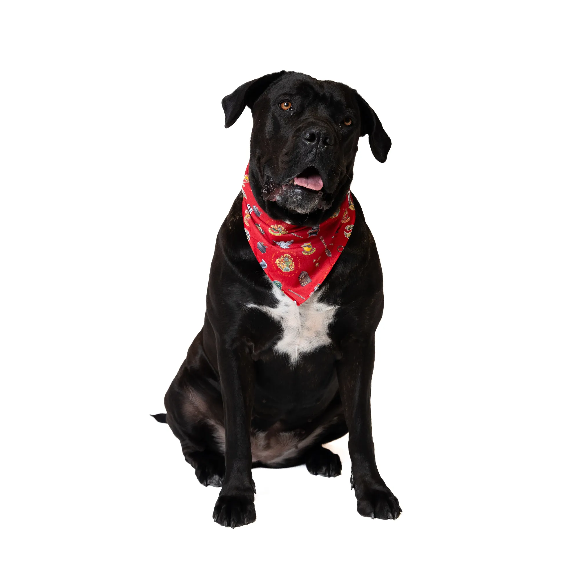 Harry Potter Pet Bandana