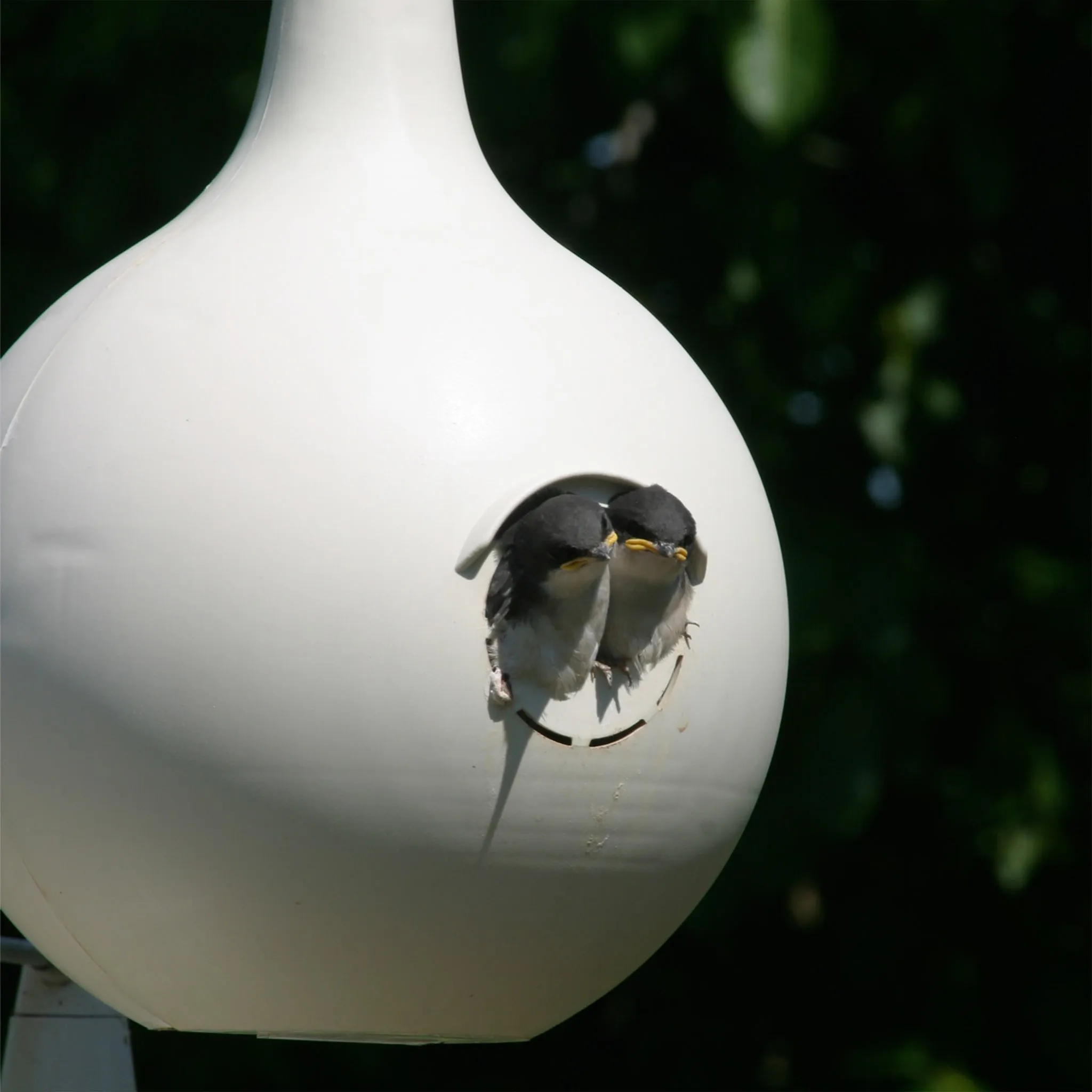 Heath Outdoor Products 30008: 2-piece Purple Martin Gourd Bird House - 8 Pack