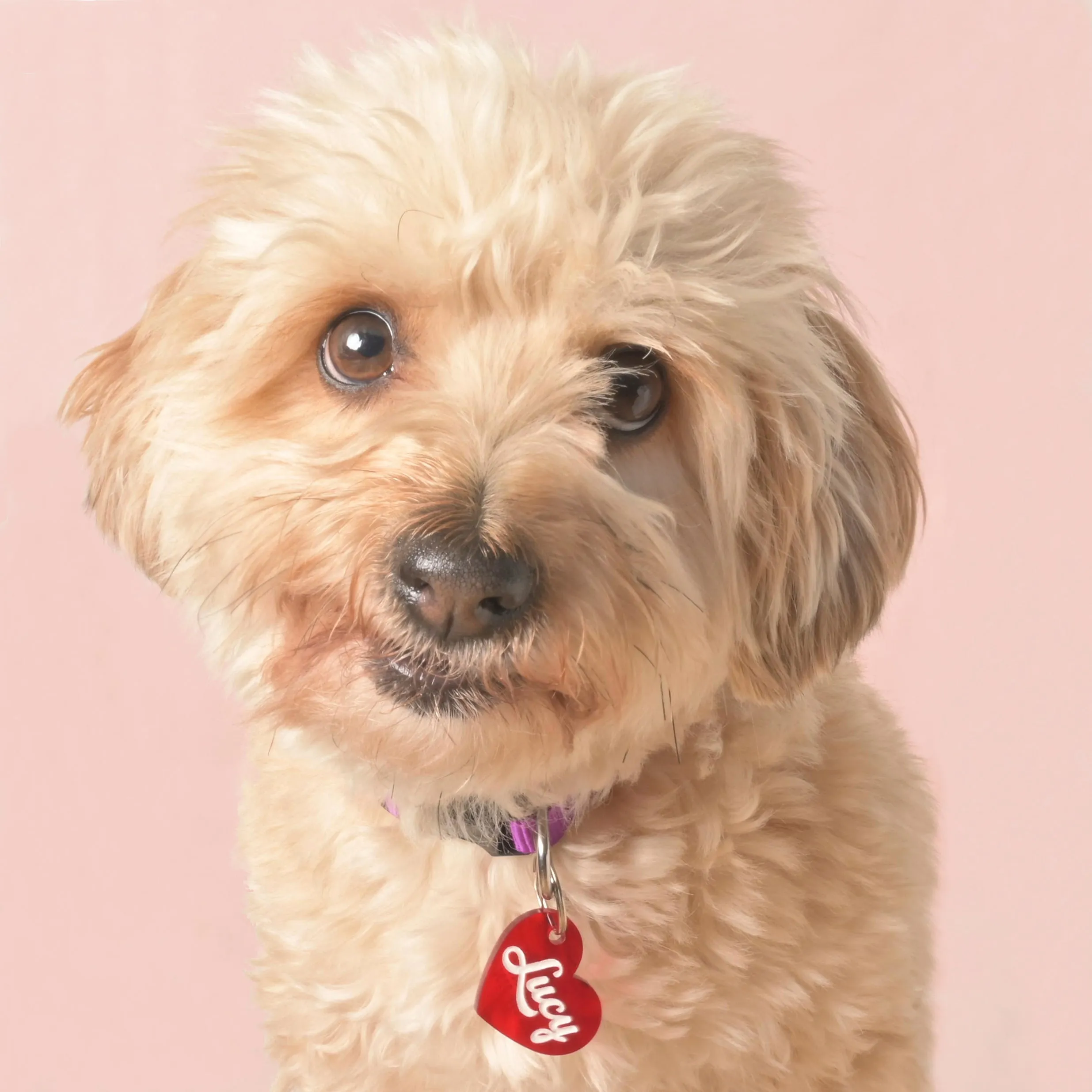 Lucy Heart Personalized Pet Tag