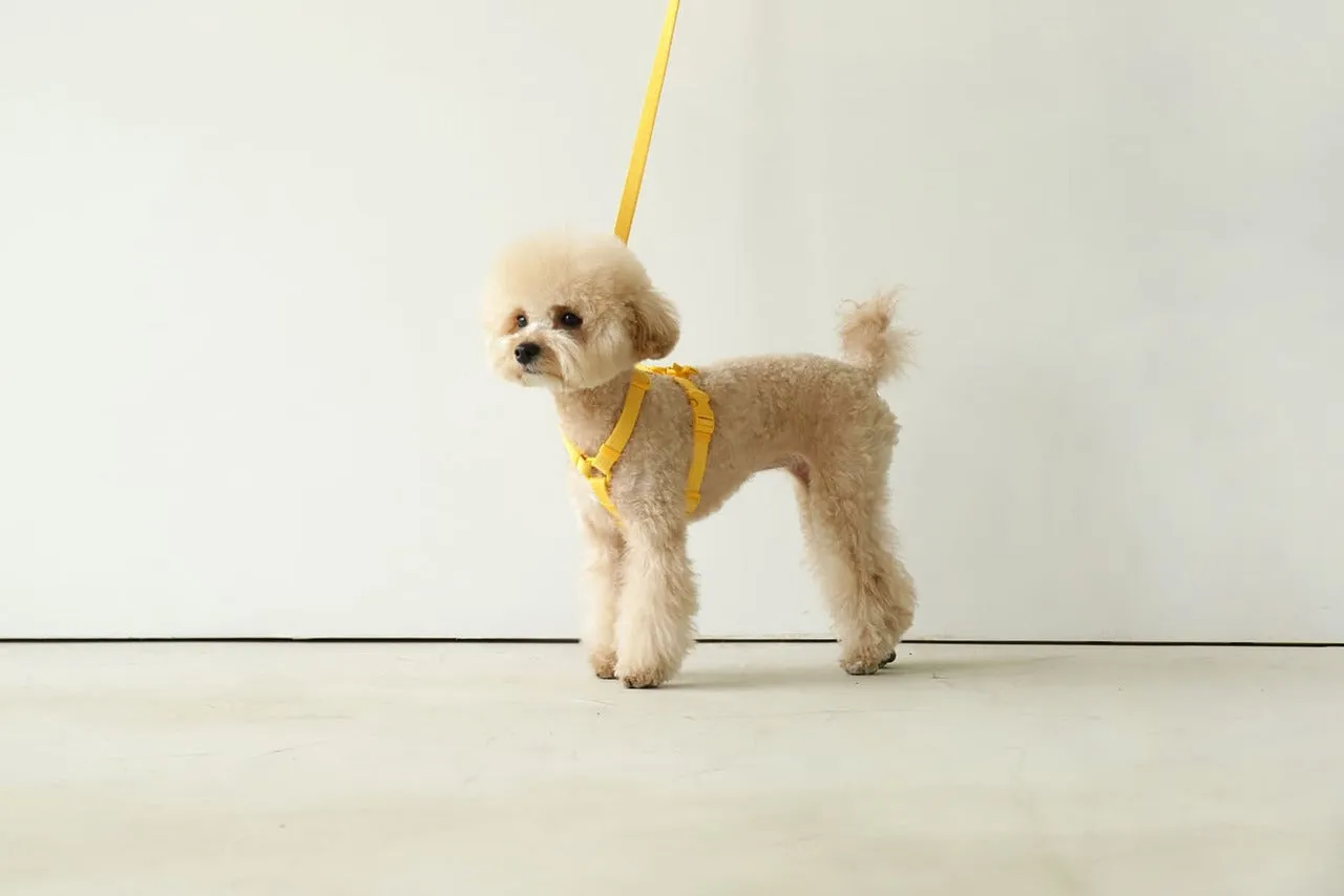 Macaron Pet Leash