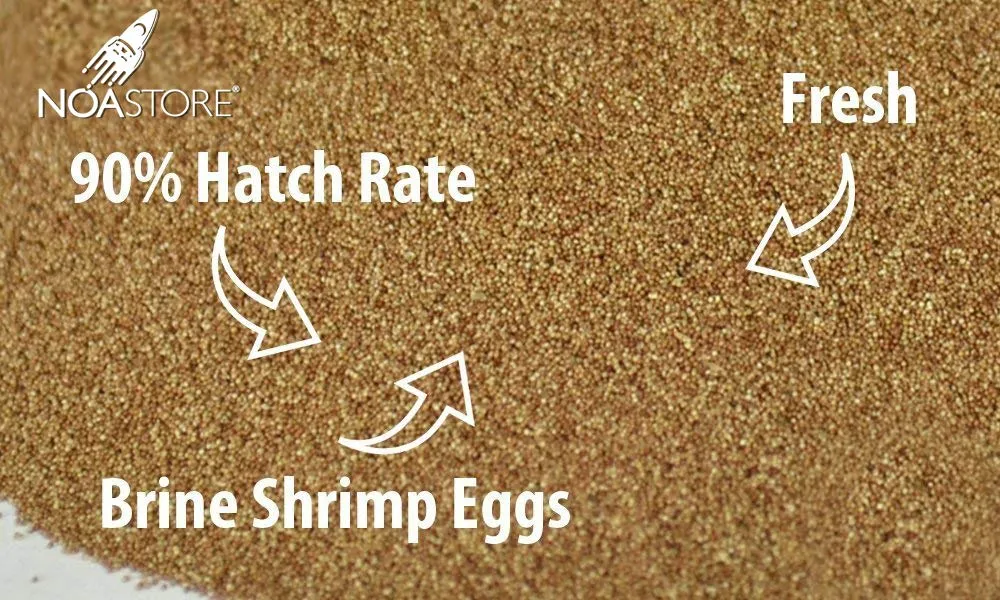 Noa Store Brine Shrimp Eggs Artemia Cysts 90 Percent Hatch Rate Fish Food (50 Gramm