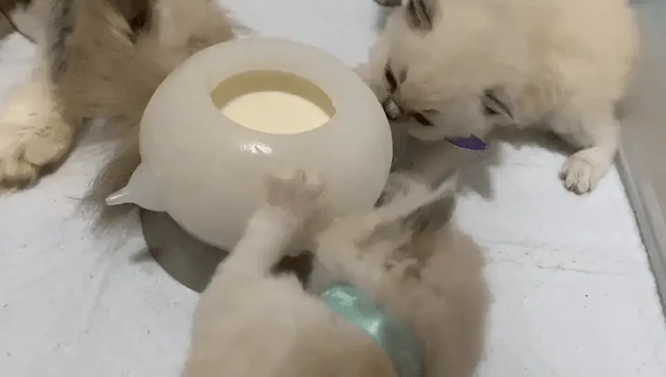 Nursing Milk Bowl