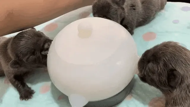 Nursing Milk Bowl