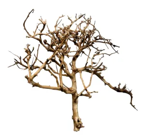 Thorndevil Driftwood - Natural Aquarium Driftwood - Safe for all aquariums